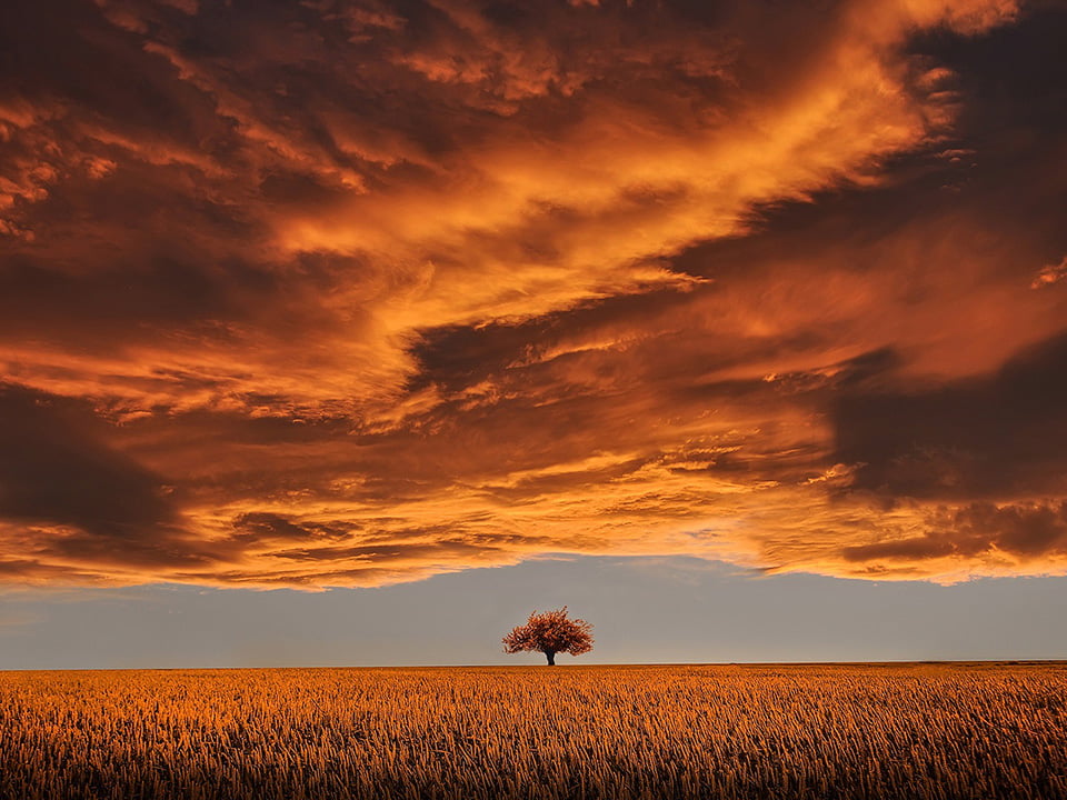 dd_0002_tree-g5f7e1216e_1920